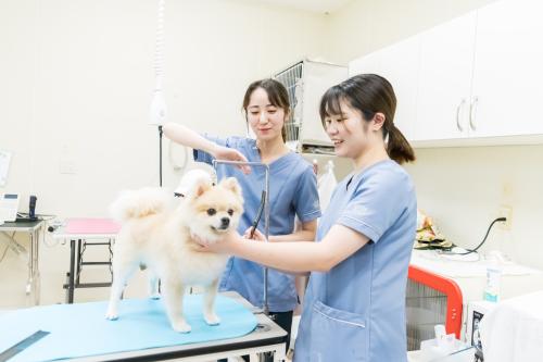 姉ヶ崎どうぶつ病院｜トリマー（経験者）募集