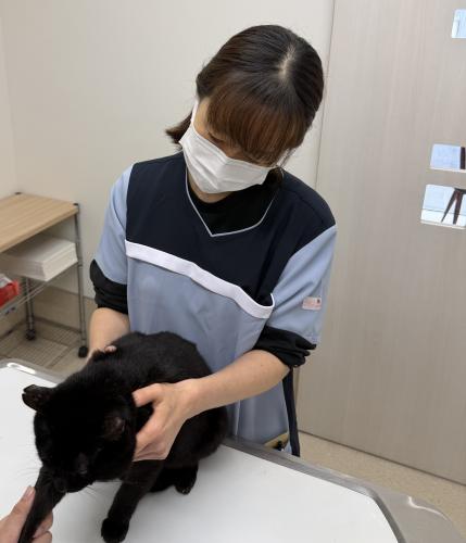 愛玩動物看護師バイト募集！