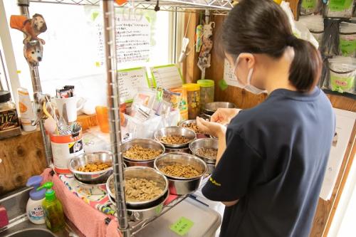 保護犬シェルタースタッフ