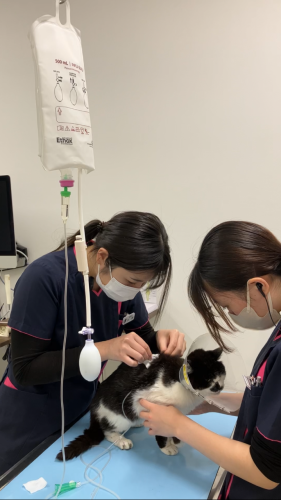 動物看護師、ケアスタッフ募集！