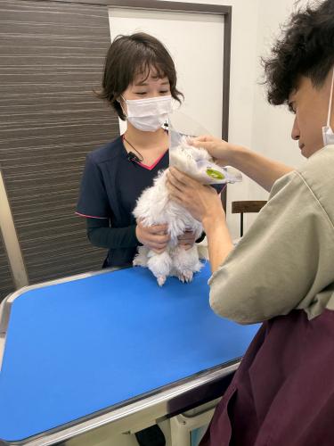 動物看護師、ケアスタッフ募集！