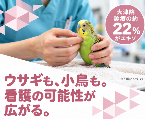 【滋賀】愛玩動物看護師・看護助手｜未経験OK｜エキゾも学べる